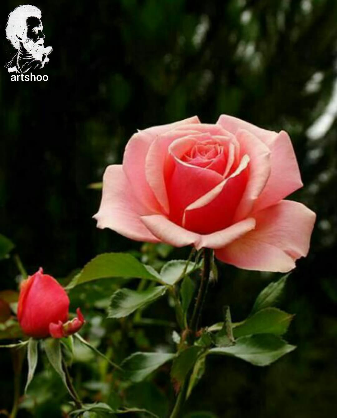 آموزش نقاشی رنگ روغن